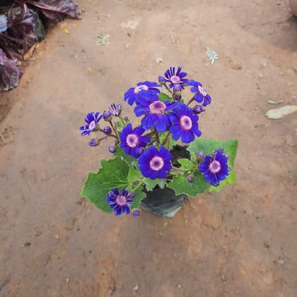 Buy Cineraria (any colour) in 4 Inch Nursery Bag Online | Urvann.com