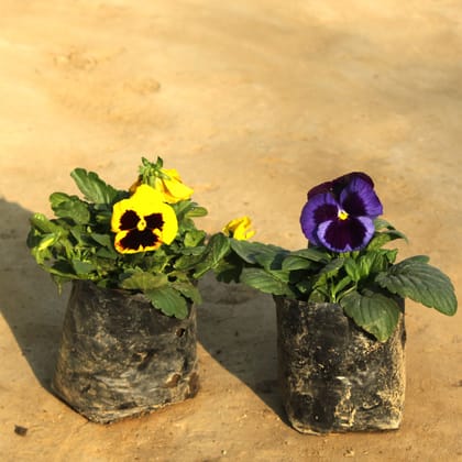 Set of 2 - Pansy (any colour) in 4 Inch Nursery Bag