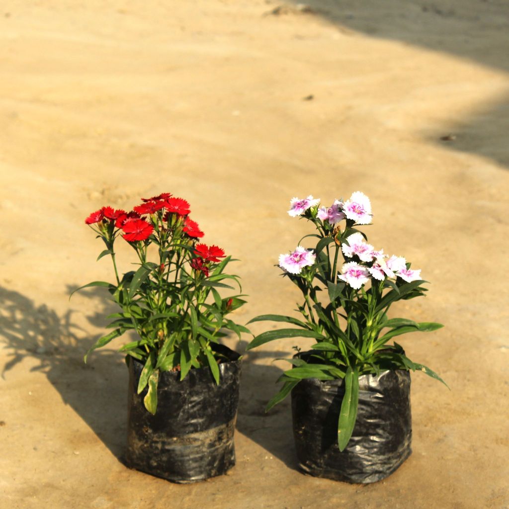 Set of 2 - Dianthus (any colour) in 4 Inch Nursery Bag