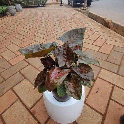 Buy Rare Syngonium Black in 4 Inch Plastic Pot Online | Urvann.com