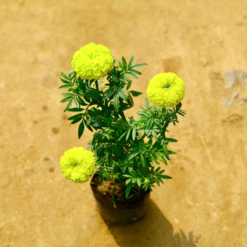 Marigold / Genda (Any colour) in 4 Inch Nursery Bag