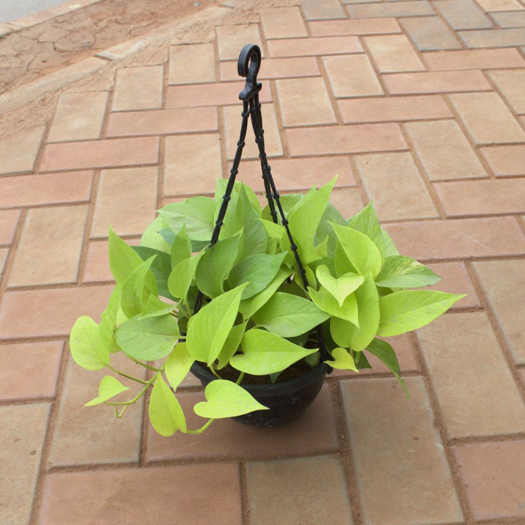 Golden Money Plant in 5 Inch Black Hanging Basket