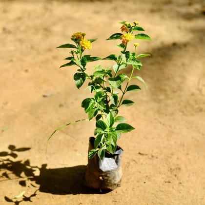 Buy Lantana (any colour) in 4 Inch Nursery Bag Online | Urvann.com