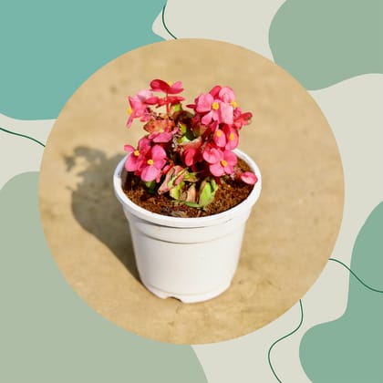 Free Gift - Begonia (any colour) in 4 Inch White Nursery Pot - Flash Sale