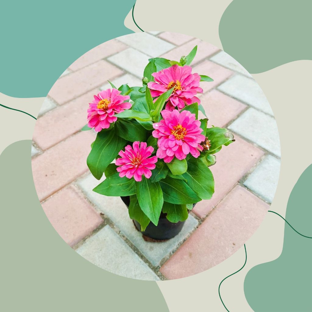 Free Gift - Zinnia (any colour ) in 4 Inch Nursery Pot - Flash Sale