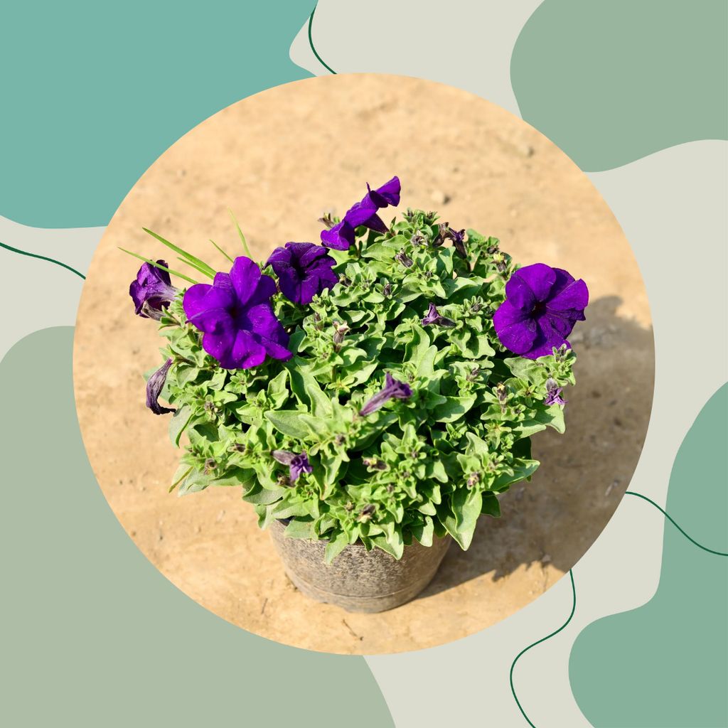 Free Gift - Petunia (any colour) in 5 Inch Nursery Pot - Flash Sale