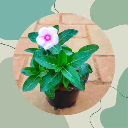 Free Gift - Periwinkle / Sadabahar / Vinca (Any Colour) in 4 Inch Nursery Pot - Flash Sale