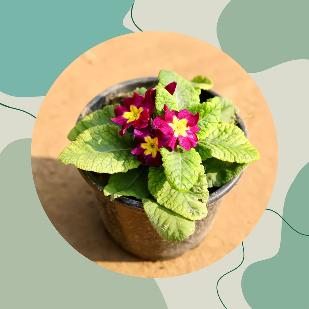 Free Gift - Primula Rosea (any colour) in 6 Inch Nursery Pot - Flash Sale