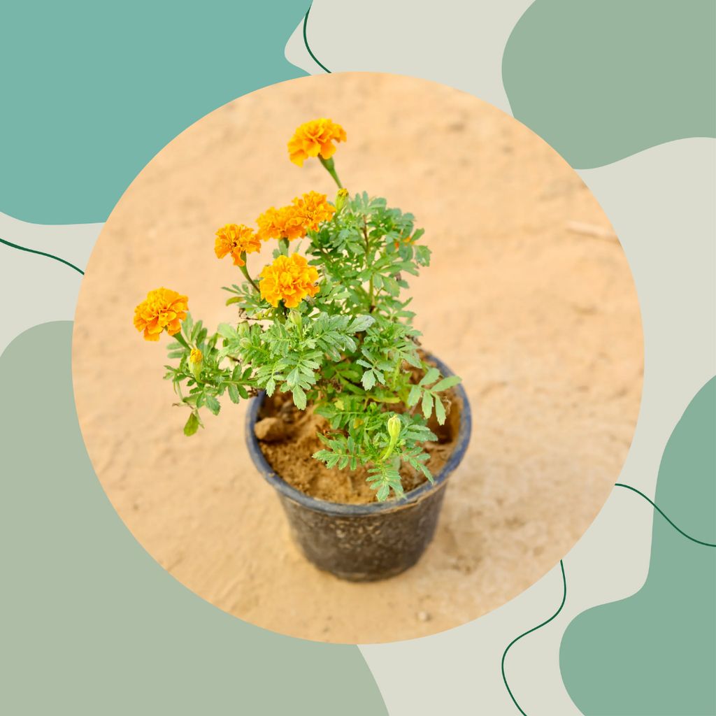 Free Gift - Marigold Jafri (any colour) in 6 Inch Nursery Pot - Flash Sale