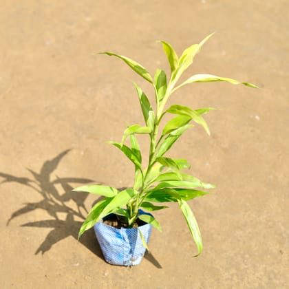 Lucky Bamboo in 4 Inch Nursery Bag