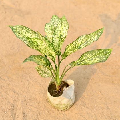 Aglaonema Snow White in 4 Inch Nursery Bag