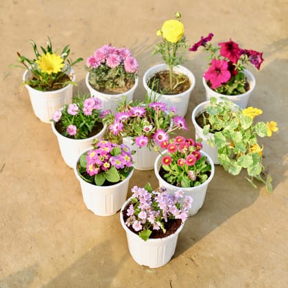 Colours of Spring - Set of any 6 - Full Bloom Potted Seasonals in 6 inch White Super Nursery Pot