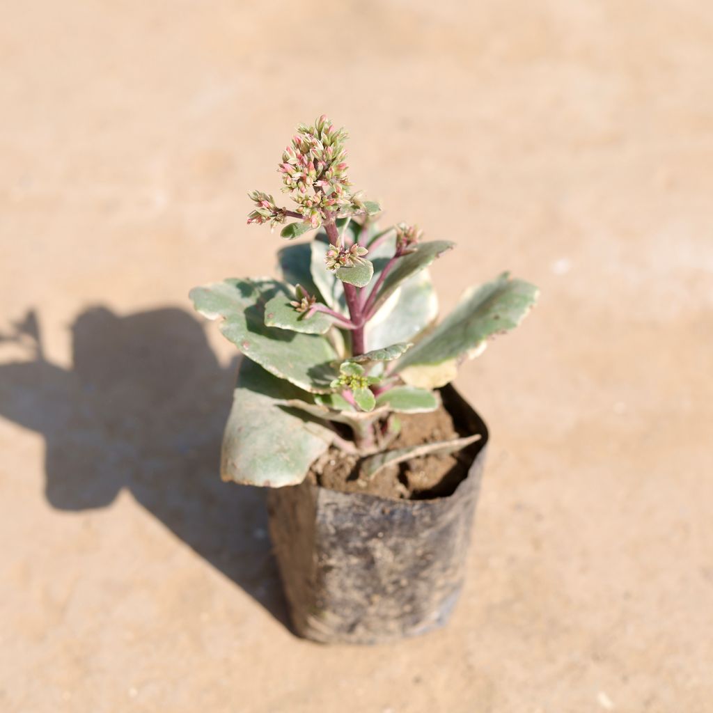 Kalanchoe Vareigated in 3 inch Nursery Bag