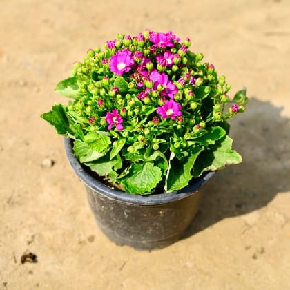 Cineraria Dwarf (Any Colour) in 6 Inch Nursery Pot