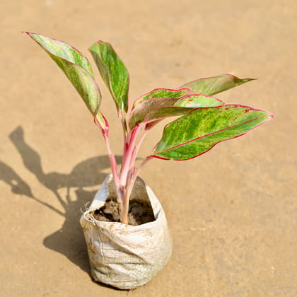 Aglaonema Lipstick in 4 Inch Nursery Bag