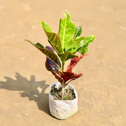 Croton Oakleaf in 4 Inch Nursery Bag