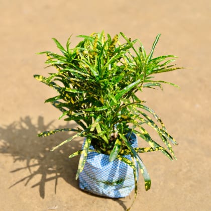 Chironji Croton in 4 Inch Nursery Bag