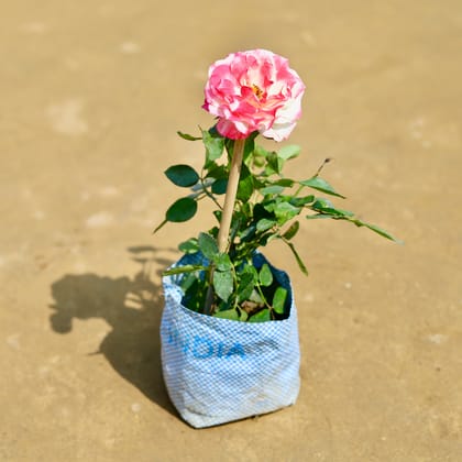 English Rose (any colour) in 6 Inch Nursery Bag