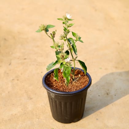 Buy Kund Bel / Jasmine  in 6 inch Black Super Nursery Pot Online | Urvann.com