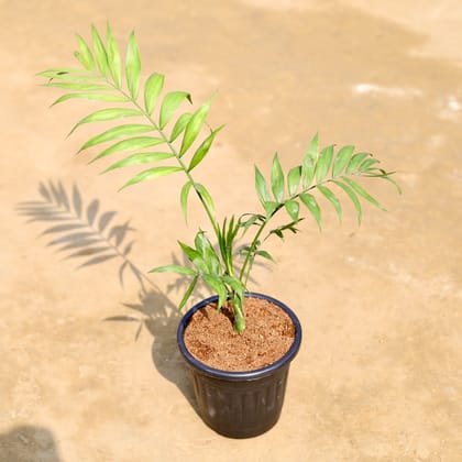 Buy Chameadorea Palm in 6 inch Black Super Nursery Pot Online | Urvann.com