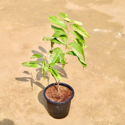 Buy Ixora Orange in 6 inch Black Super Nursery Pot Online | Urvann.com