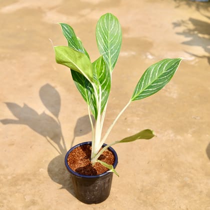 Buy Aglaonema Golden Madonna in 6 inch Black Super Nursery Pot Online | Urvann.com