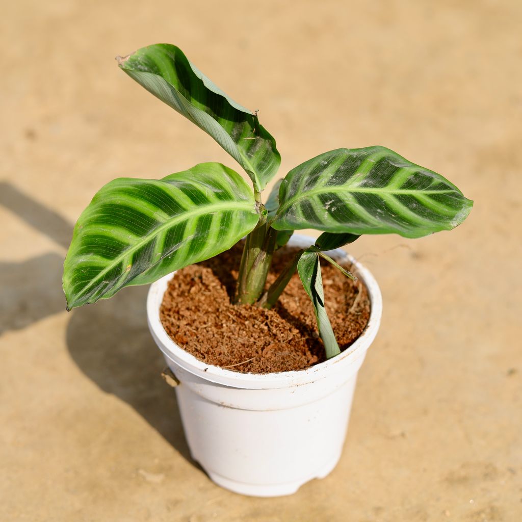 Calathea Marantha in 4 inch White Nursery Pot