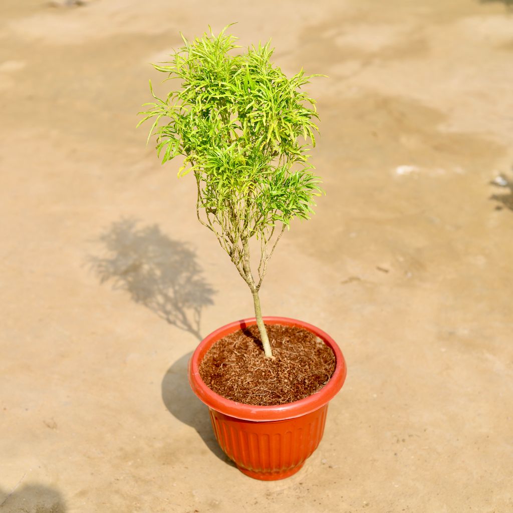 Aralia Golden Cascade in 8 inch Terracotta Red Olive Plastic Pot