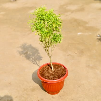 Buy Aralia Golden Cascade in 8 inch Terracotta Red Olive Plastic Pot Online | Urvann.com