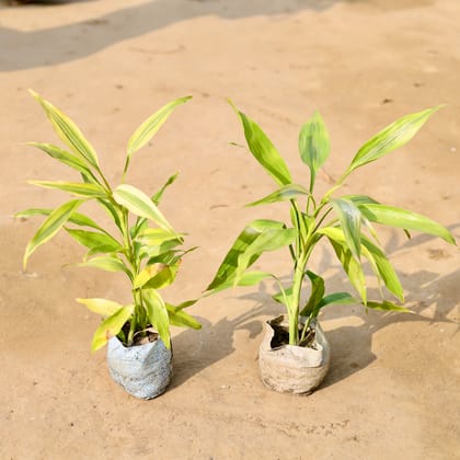 Buy Set of 2 - Golden Lucky Bamboo in 4 inch Nursery Bag Online | Urvann.com