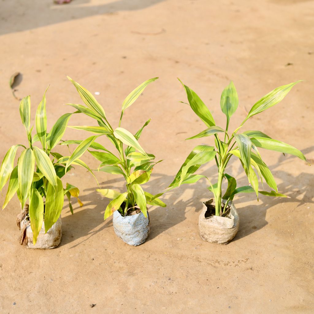 Set of 3 - Golden Lucky Bamboo in 4 inch Nursery Bag