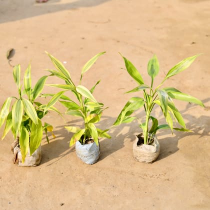 Buy Set of 3  - Golden Lucky Bamboo in 4 inch Nursery Bag Online | Urvann.com