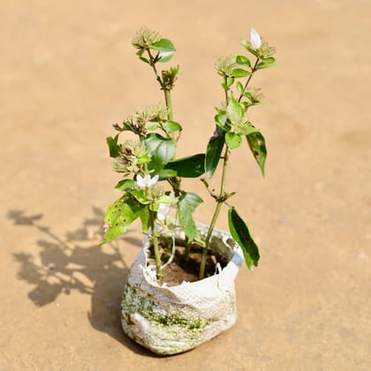 Buy Kund Bel / Jasmine  in 4 inch Nursery Bag Online | Urvann.com