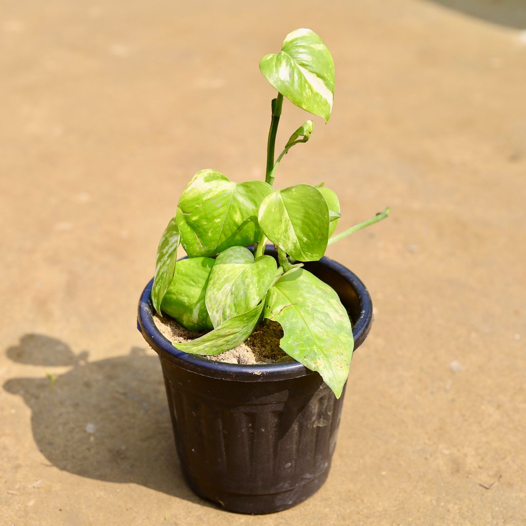 Money Plant Green in 6 inch Black Nursery Pot