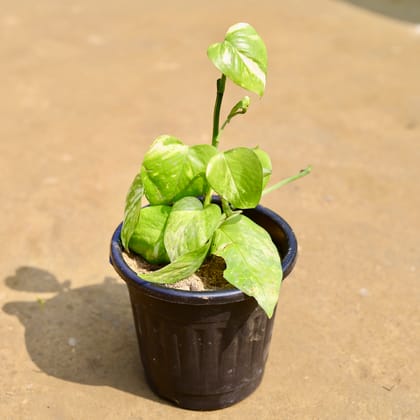 Buy Money Plant Green  in 6 inch Black Nursery Pot Online | Urvann.com