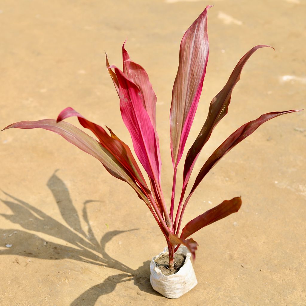 Dracaena Blush Empress in 4 inch Nursery Bag