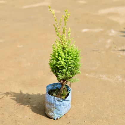 Buy Golden cypress  in 4 inch Nursery Bag Online | Urvann.com