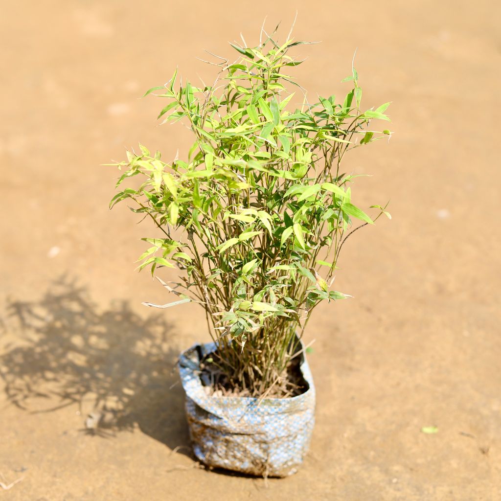 Dwarf Bamboo Mini in 4 inch Nursery Bag