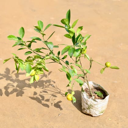 Buy Lemon / Nimbu (~ 2 Ft) in 6 inch Nursery Bag Online | Urvann.com