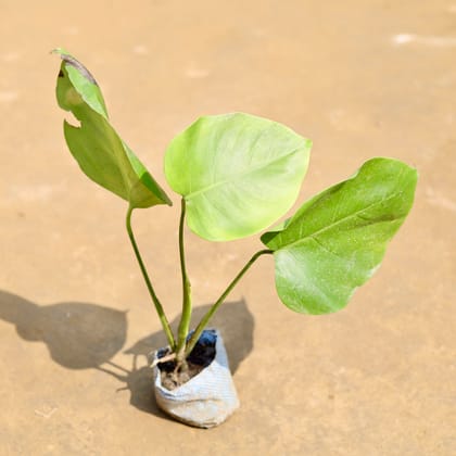 Buy Monstera Deliciosa  in 3 inch Nursery Bag Online | Urvann.com