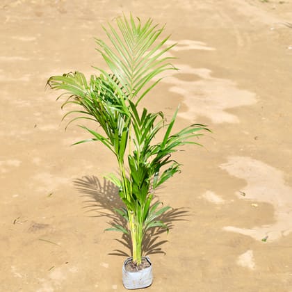 Buy Areca (~ 3 Ft) in 5 inch Nursery Bag Online | Urvann.com