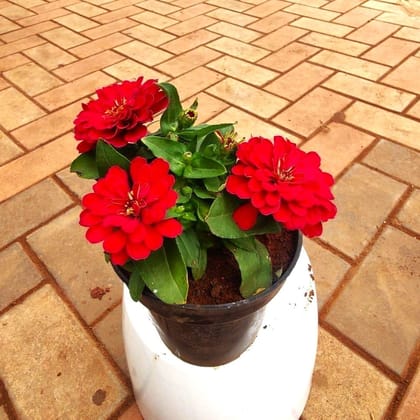 Zinnia (any colour ) in 5 Inch Nursery Pot