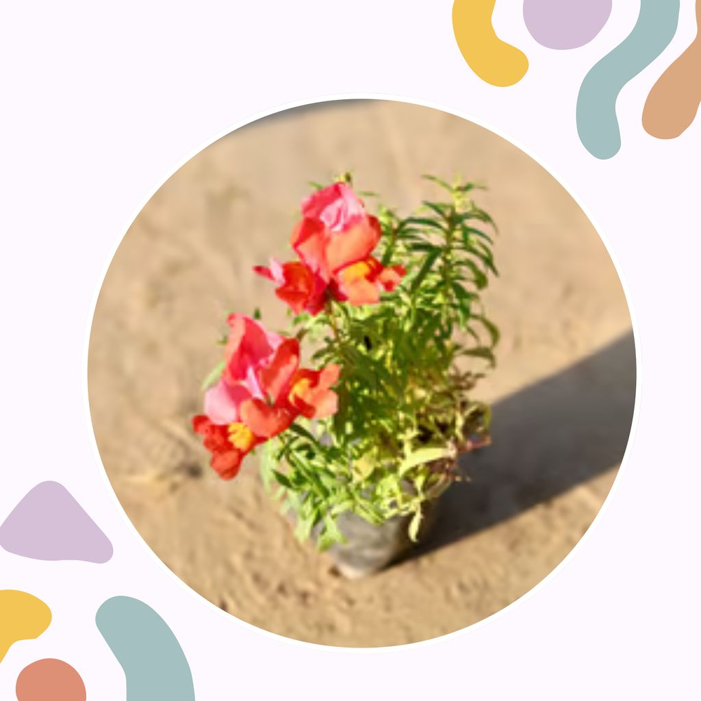 Free Gift - Antirrhinum Majus / Dog Flower (any colour) in 4 Inch Nursery Bag - Flash Sale