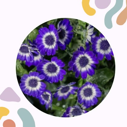 Free Gift - Cineraria Mixed Seeds - Excellent Germination - Flash Sale