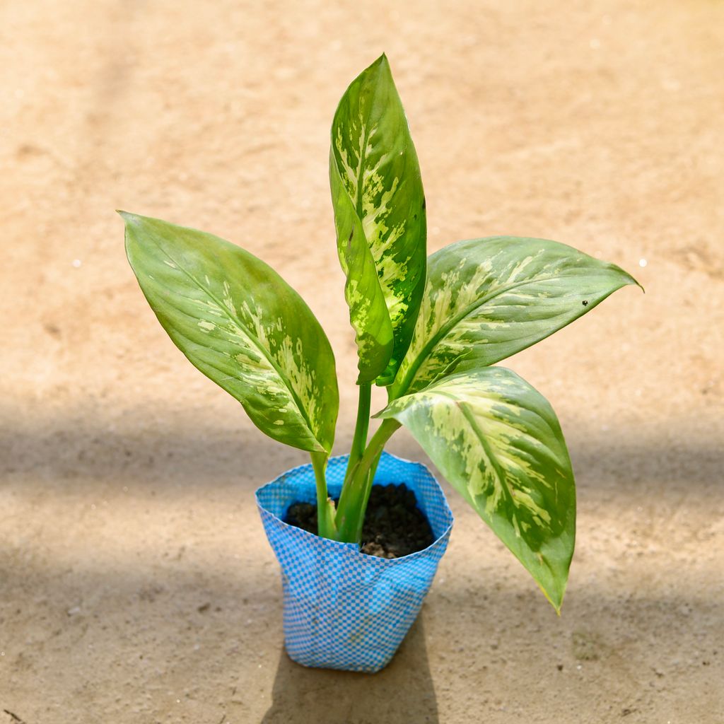 Dieffenbachia in 4 Inch Nursery bag