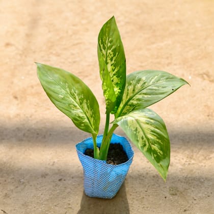 Buy Dieffenbachia in 4 Inch Nursery bag Online | Urvann.com