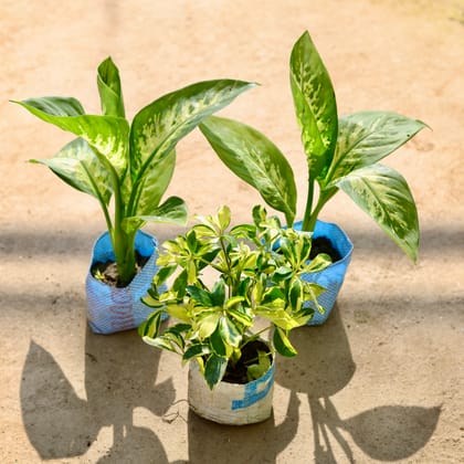 Buy Set of 3 - 2 Dieffenbachia & Schefflera Variegated in 4 Inch Nursery bag Online | Urvann.com