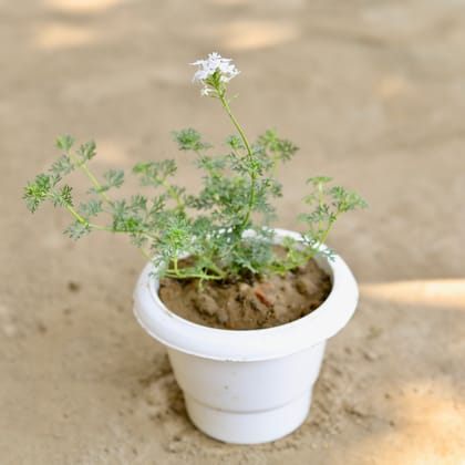 Buy Verbena (Any Colour) in 6 Inch Classy White Plastic Pot Online | Urvann.com