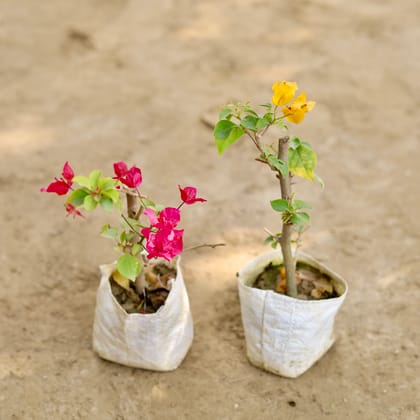 Buy Set of 2 - Bougainvillea (Any Colour) in 4 Inch Nursery bag Online | Urvann.com