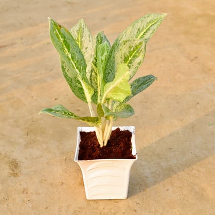 Buy Aglaonema Sparkles Bushy in 08 Inch White Premium Pragati Square Plastic Pot Online | Urvann.com